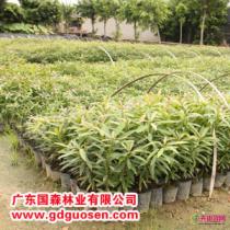 新品种推荐