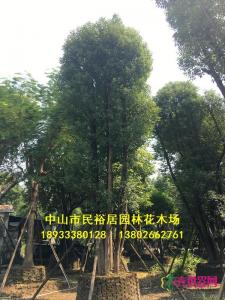 多头香樟
