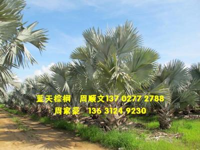 银叶霸王棕